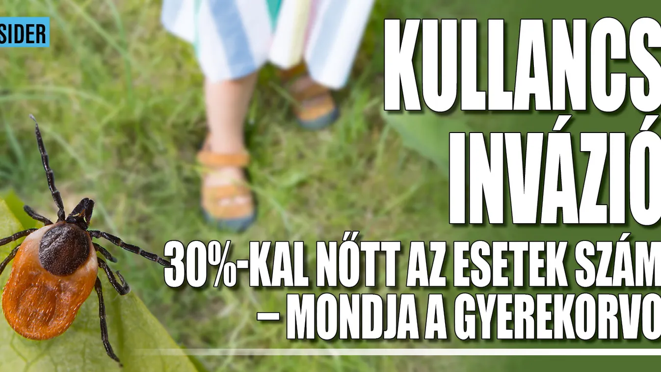 Kullancsinvázió! 30%-kal több a csípés miatt kezelt beteg