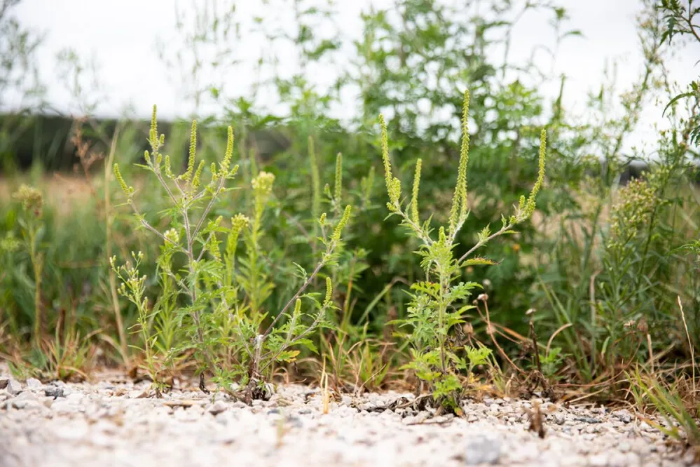parlagfű, parlagfüves terület, parlagfű bejelentés