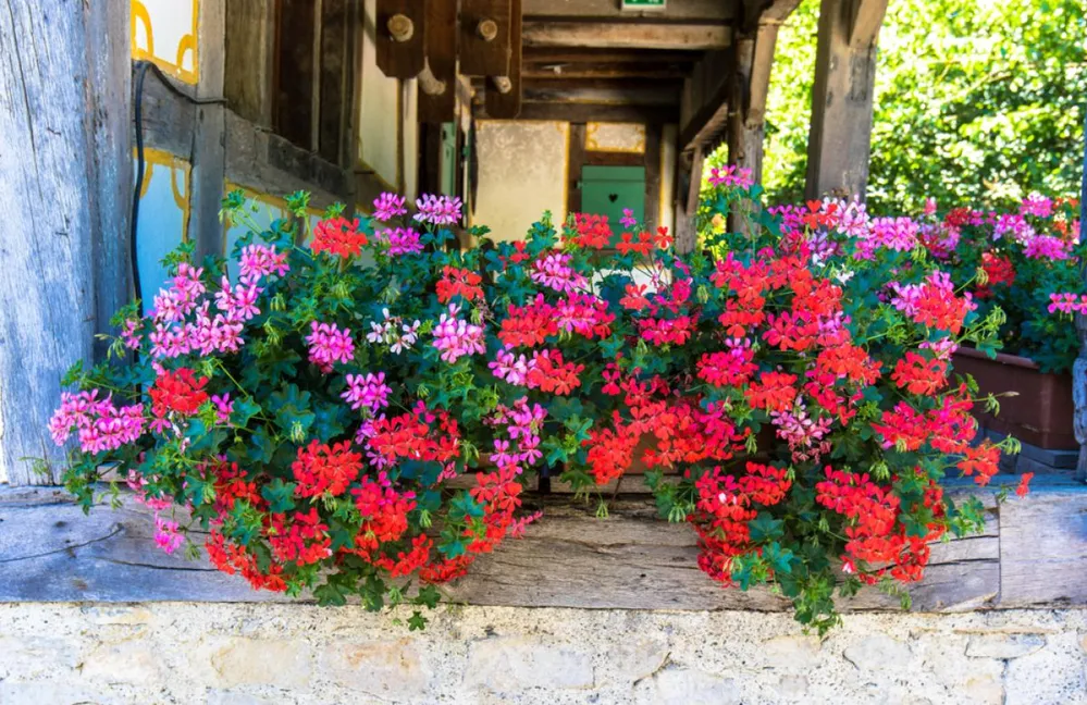 Balcony,With,Many,Pots,Of,Geraniums