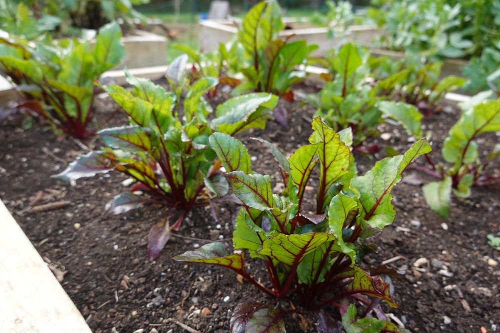 Growing,Beets,In,The,Garden,How,To,Plant,And,Harvest