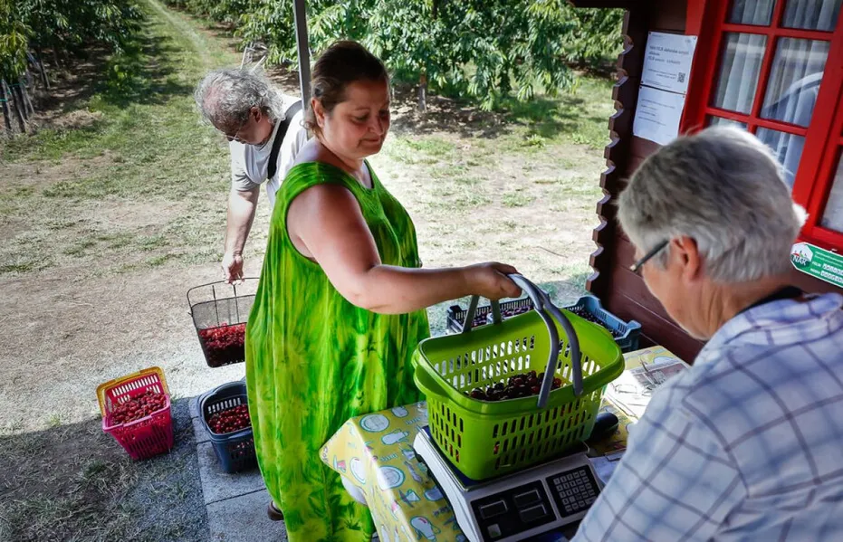 cseresznye, szedd magad, vedd magad