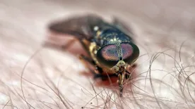 Vámpírlegyek tartanak Magyarország felé - pokolian fájdalmas a Drakulák harapása