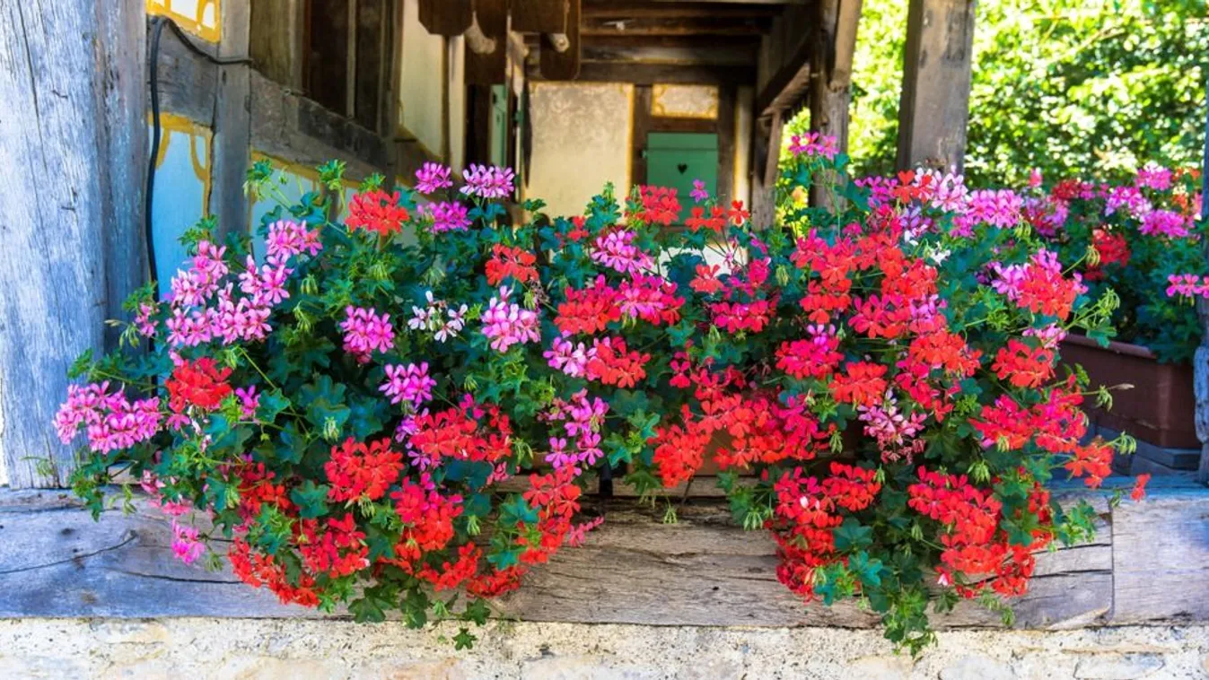 Kókad a muskátlid? Így gondozd, hogy októberig szép legyen