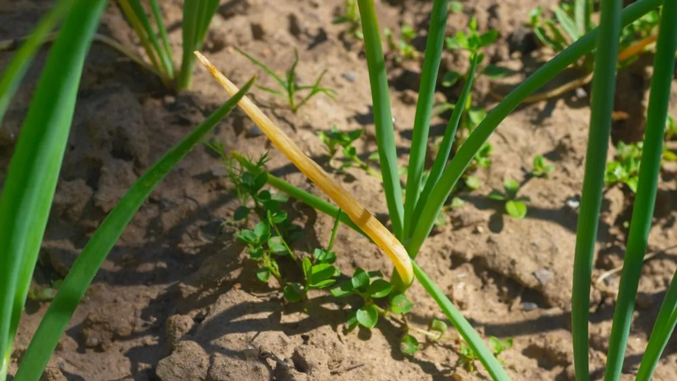 Kukacos lett a hagymád? Mutatjuk, mit lehet tenni
