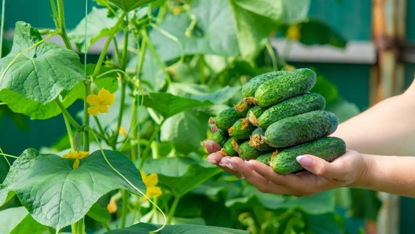 Duplázd meg az uborkatermést, zseniális ez a trükk