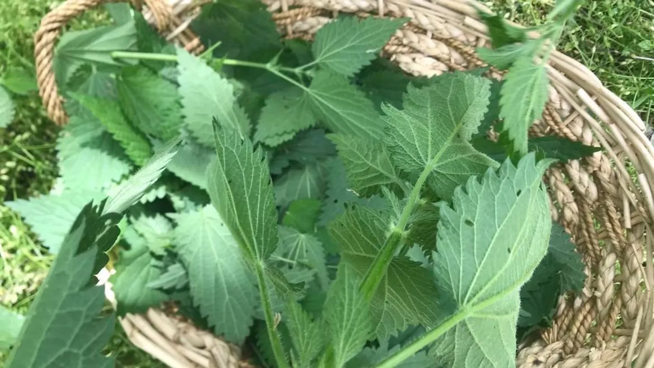 Hihetetlen, mi mindent főzhetsz csalánból