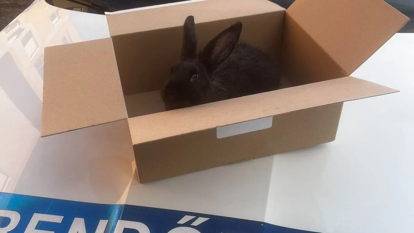  Kóborló nyuszit fogtak a kispesti rendőrök járőrözéskor