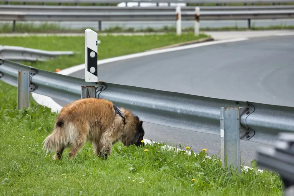 Dog,On,The,Highway,(driveway)