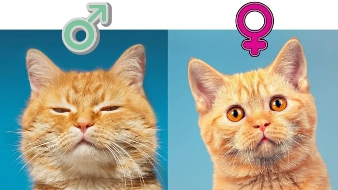 A brit iskolákban megjelent a "macska" nemi identitás