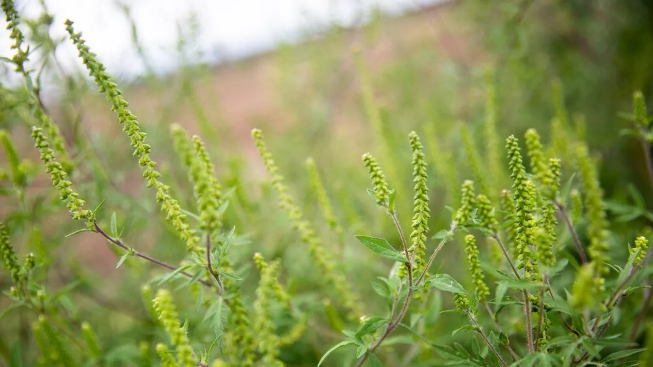 Elkezdődött a parlagfű virágzása