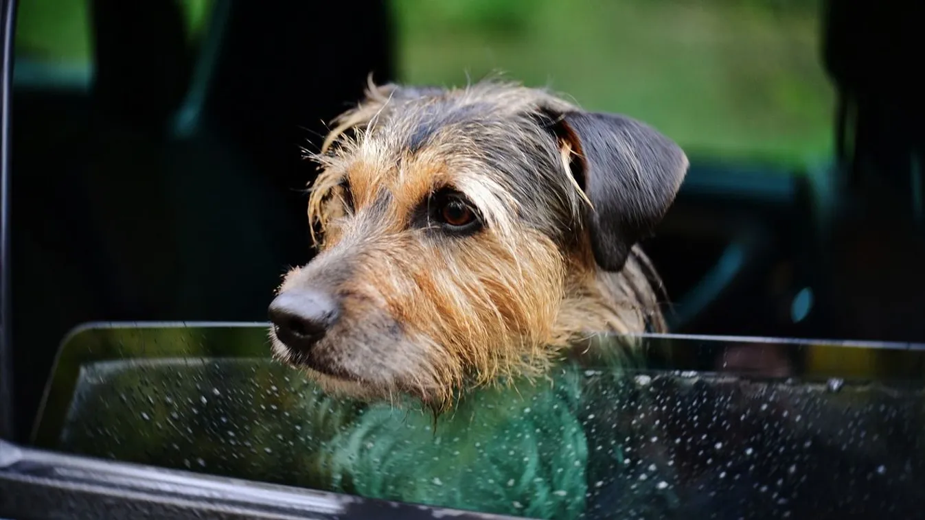 Öt jel, hogy a kutyád bízik benned