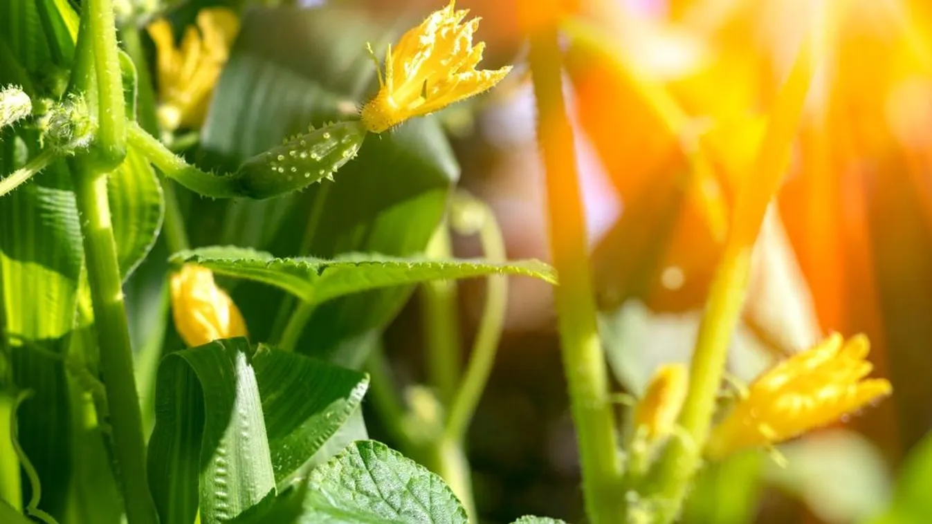 Csak virágzik, de nem terem az uborkád? Ez lehet a baj
