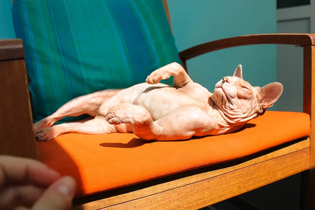 Beautiful,Happy,Bald,Canadian,Sphynx,Cat,Lying,Relaxed,Sunbathing,On