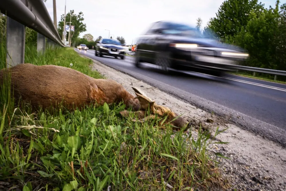 őz, szarvas, vadbaleset, vadgázolás