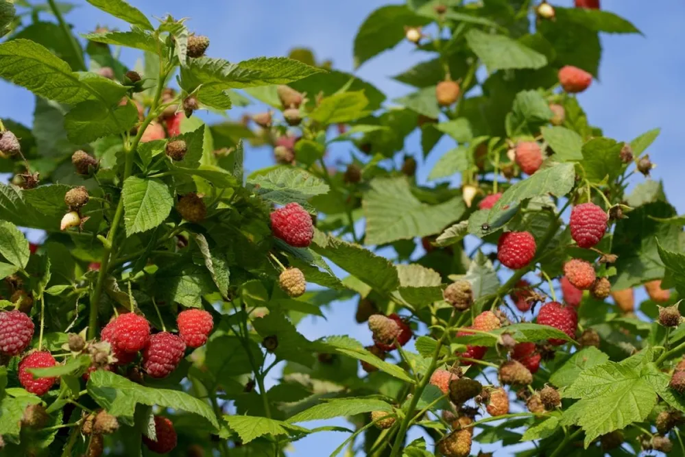 A,Branch,Of,Ripe,Raspberries,In,The,Garden.,Red,Sweet