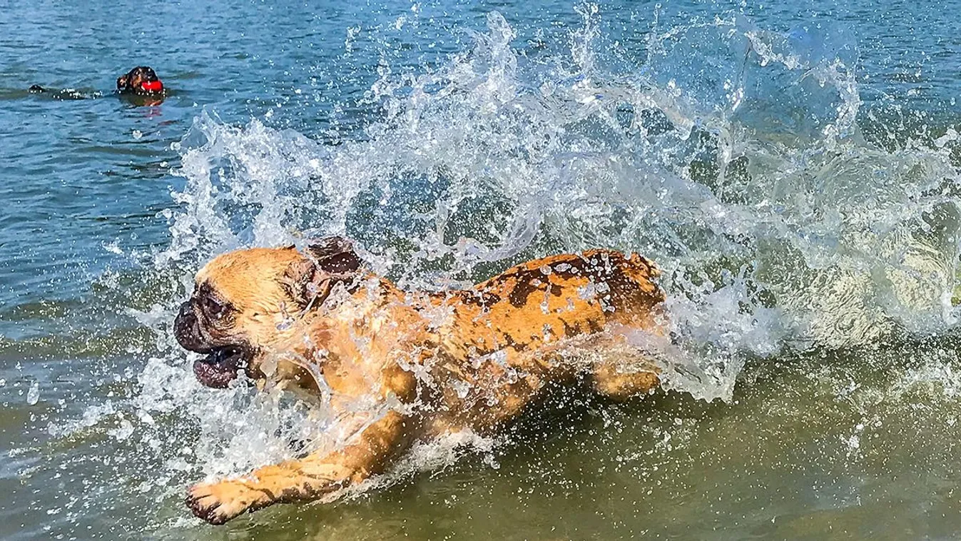 Mi köze a kutyáknak a kánikulához? Most kiderül!
