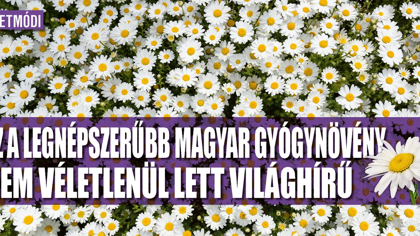 Ez a legnépszerűbb magyar gyógynövény