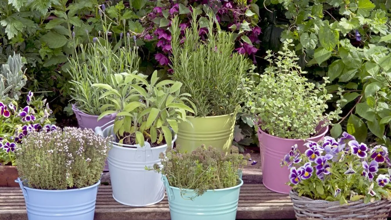 Ez a 3 növény elűzi a szúnyogokat, ültess belőlük sokat!