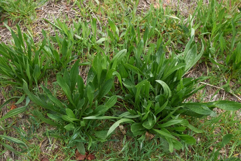Fresh,Plants,Of,Plantago,Lanceolata
