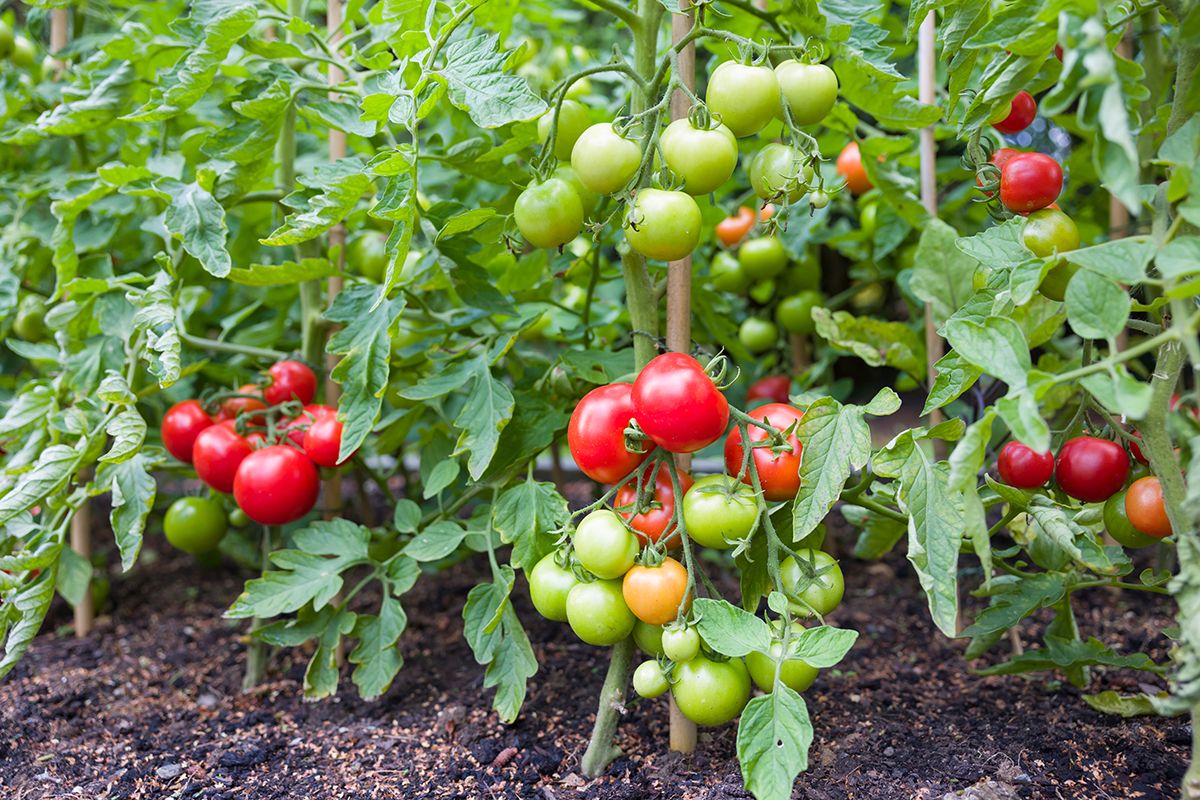 Indeterminate,(cordon),Tomato,Vine,Plants,Growing,Outside,In,An,English