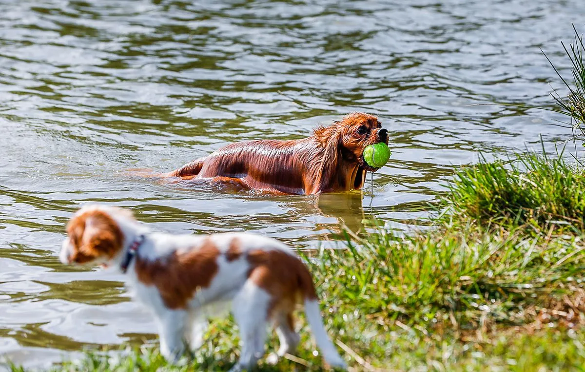 kutya, kutyapanzió, kutyastrand