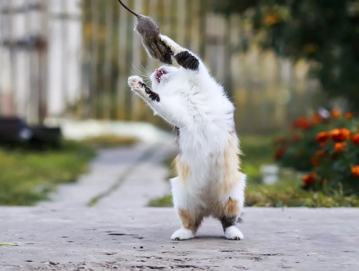 Beautiful,Cat,Fun,And,Cleverly,Plays,With,The,Captured,Mouse