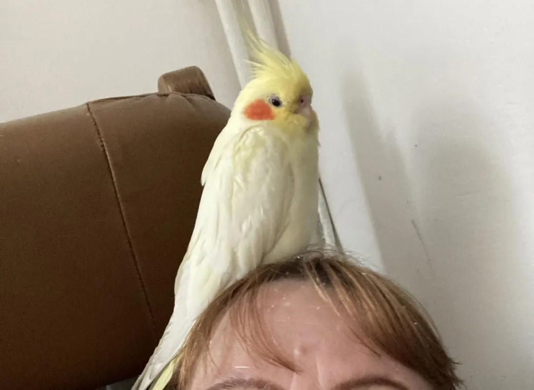 Cuki, az eltűnt nimfapapagáj. Ildikó és Attila várják haza szeretett madarukat.