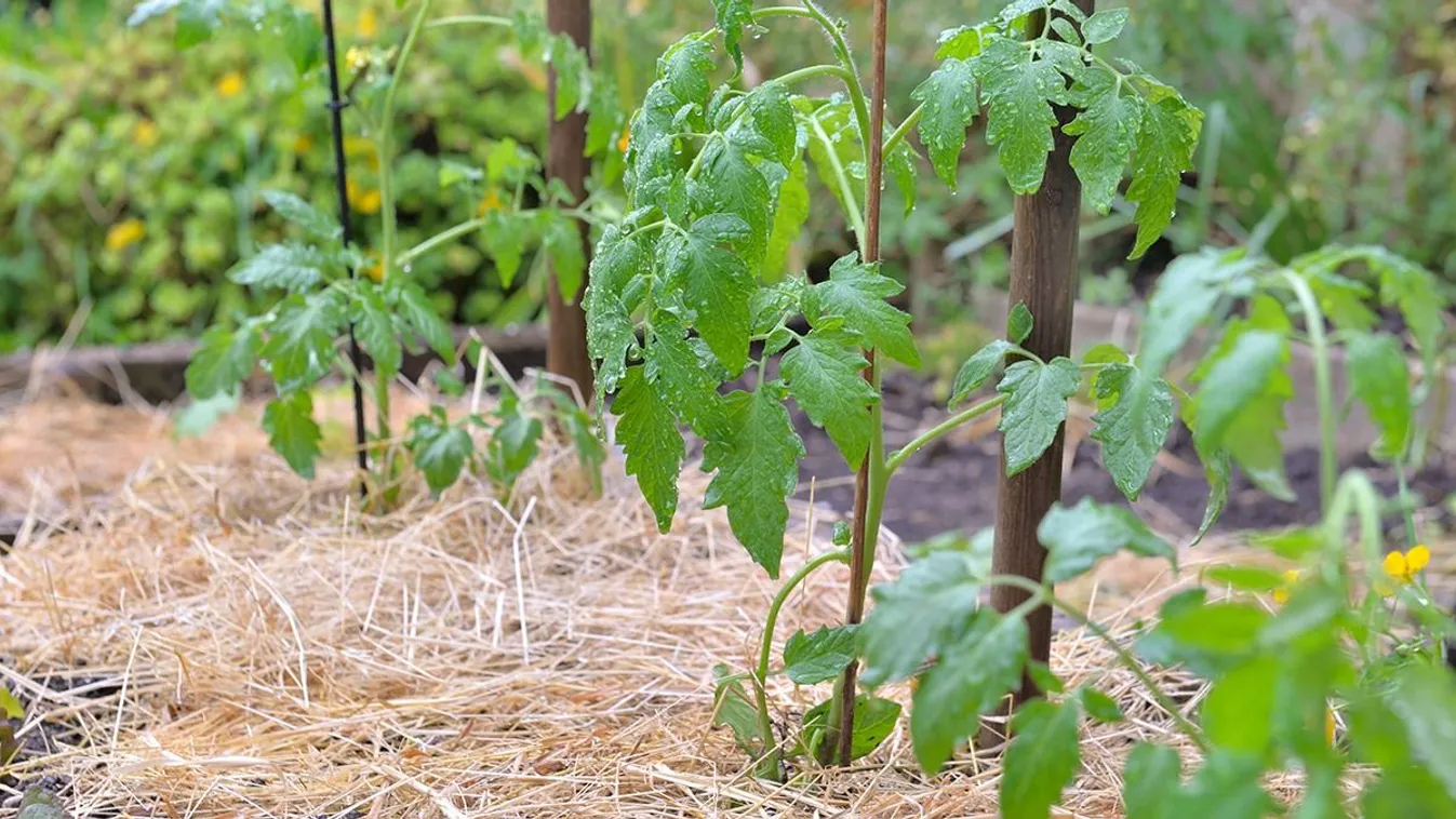 Szórj szalmát a kertedbe, és csodát látsz