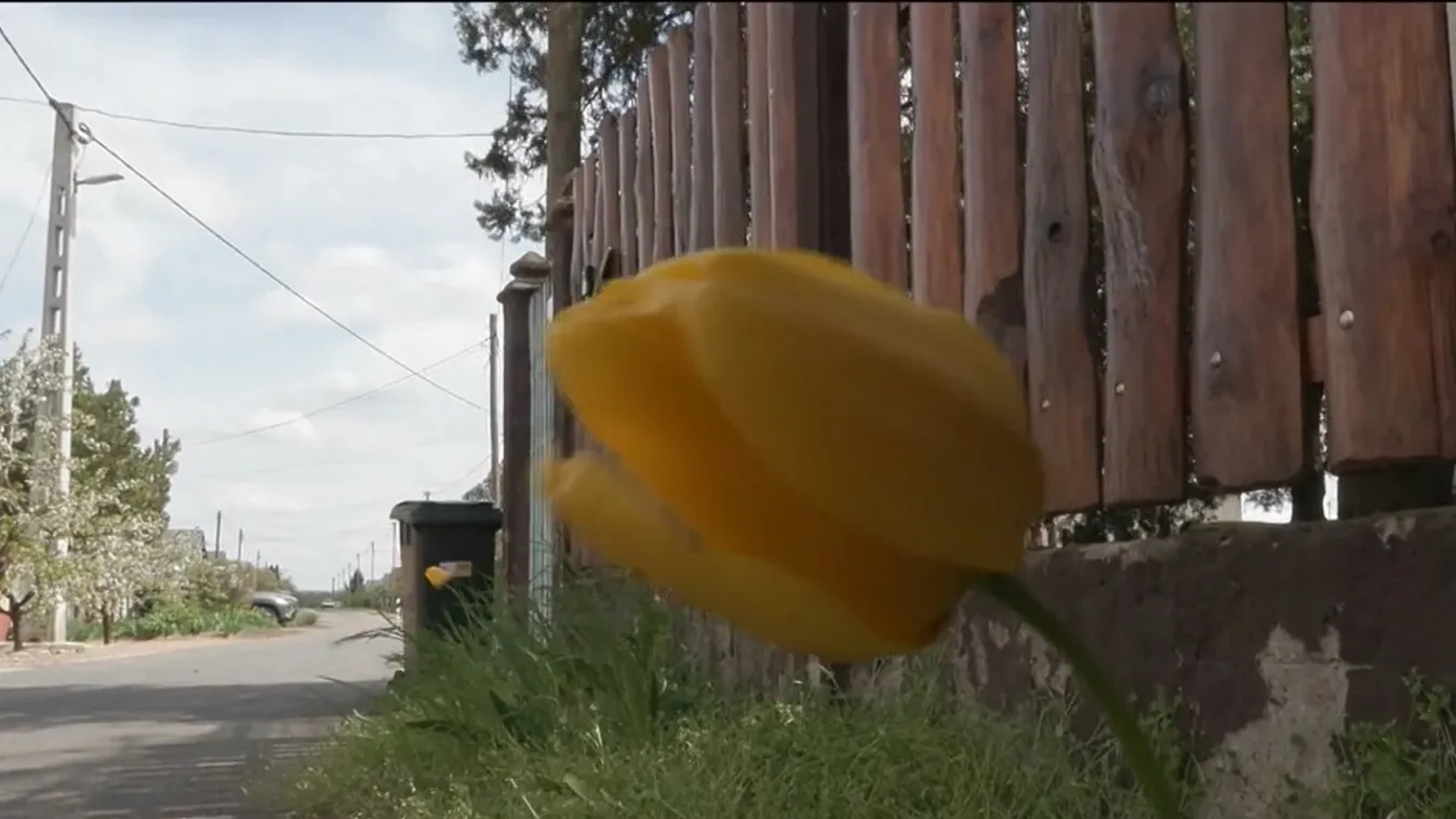 Egy hajszálon múlt Zsuzsanna élete - Videó