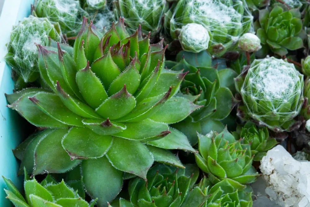 Attractive,Rosettes,Of,Sempervivum,Ruthenicum,,Forever,Alive,,Succulent,Plant,Growing