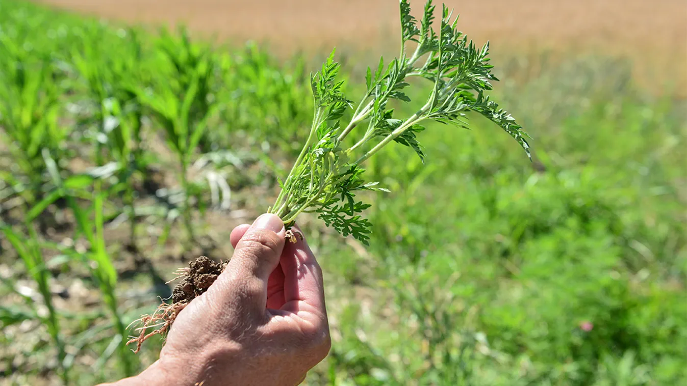 Elkezdődött, amitől rettegnek az allergiások