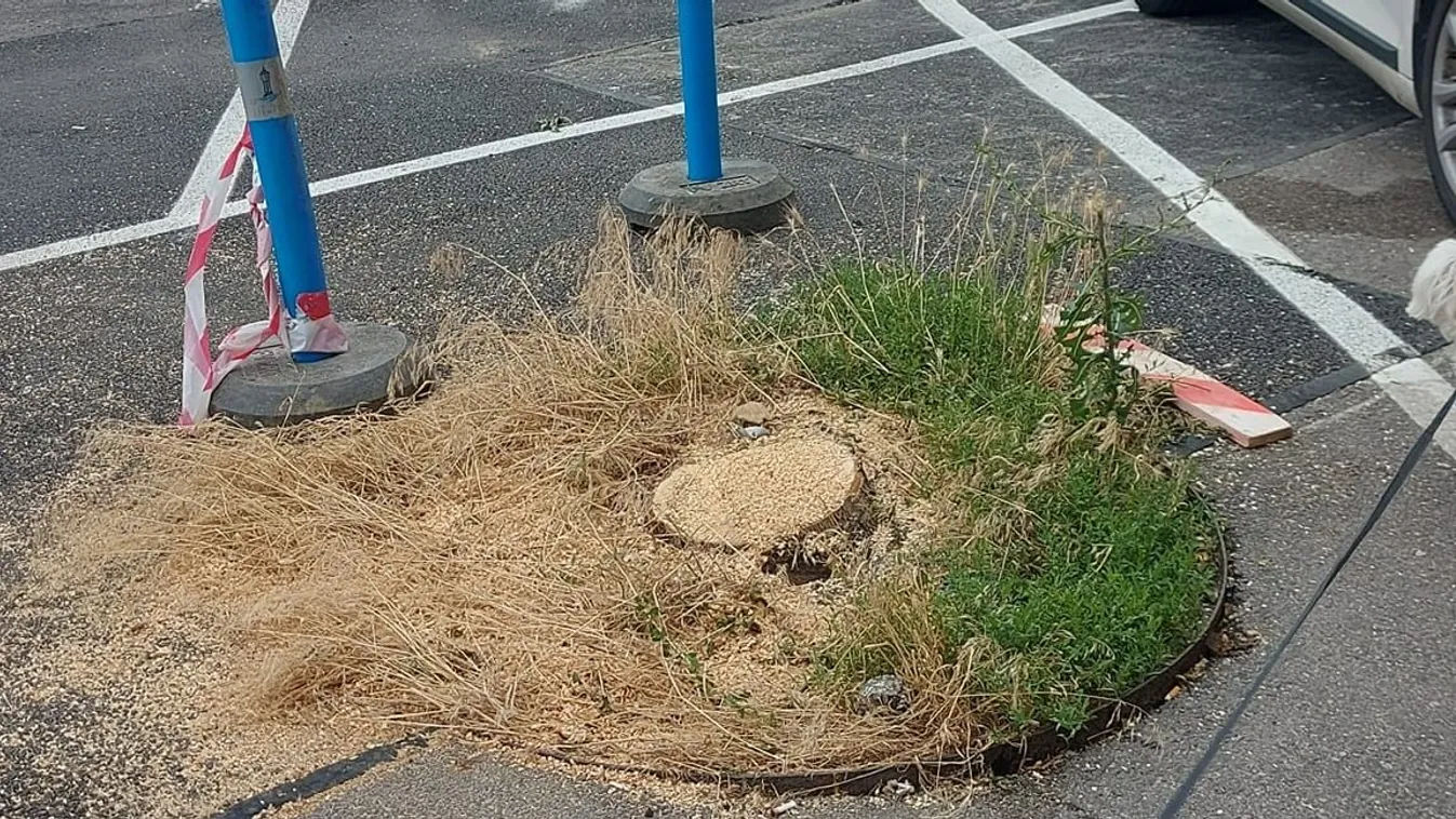 A Főváros kivágta az V. kerület gondozott fáit