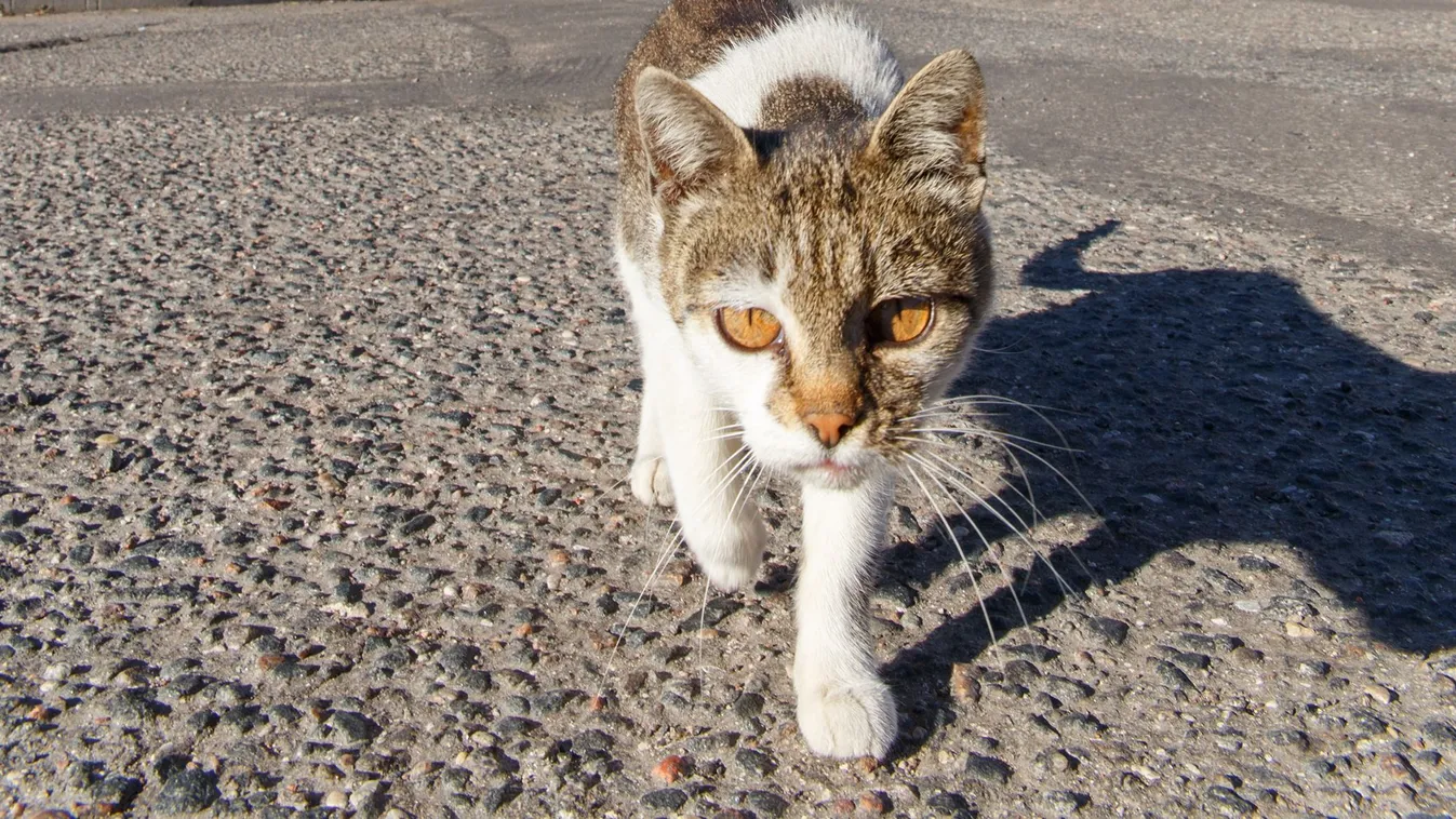 Halálos macskavírus ütötte fel a fejét Cipruson