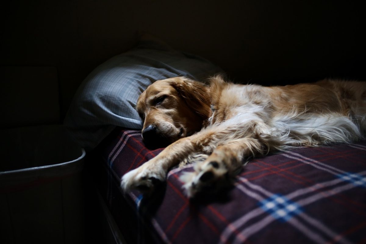 kutya, alszik, háziállat, Pixabay
