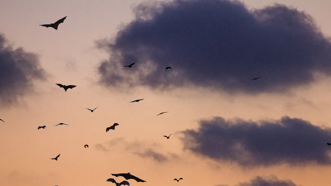 Embernagyságú denevér ijesztget a Twitteren