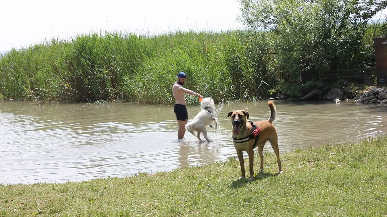 Hidrák jelentek meg a Balatonban - Videó