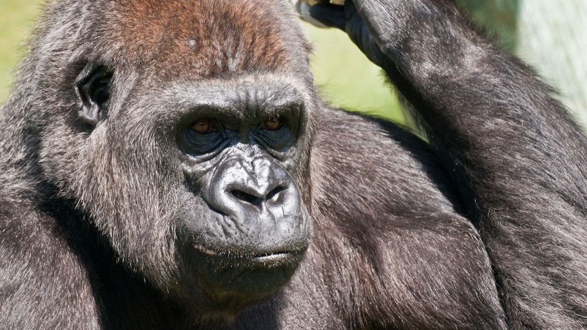 „Hím” gorilla sokkolta a gondozóit: megszült