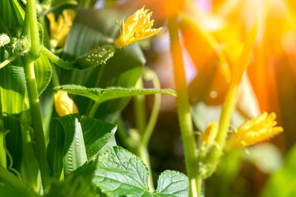 Small,Cucumber,With,Flower,And,Tendrils