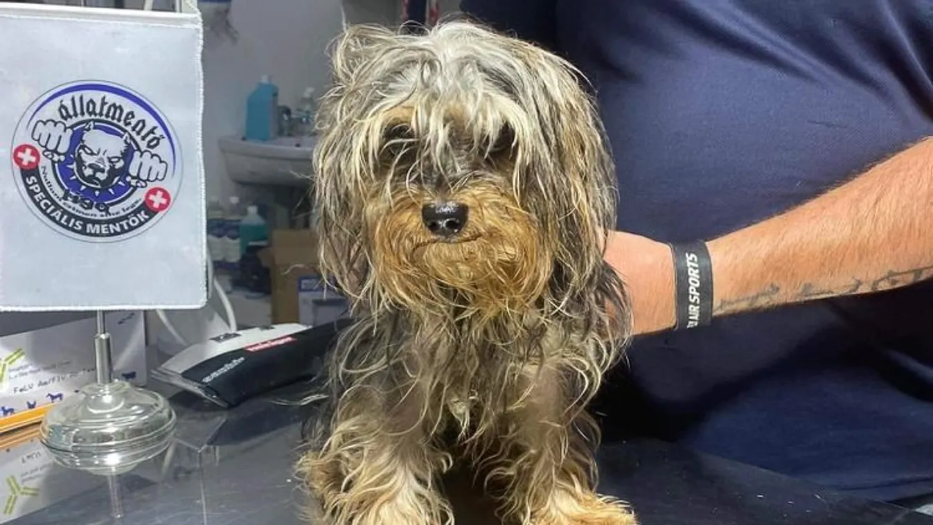 9 ebet zártak napokra a hőségriadóban egy kocsiba Csepelen