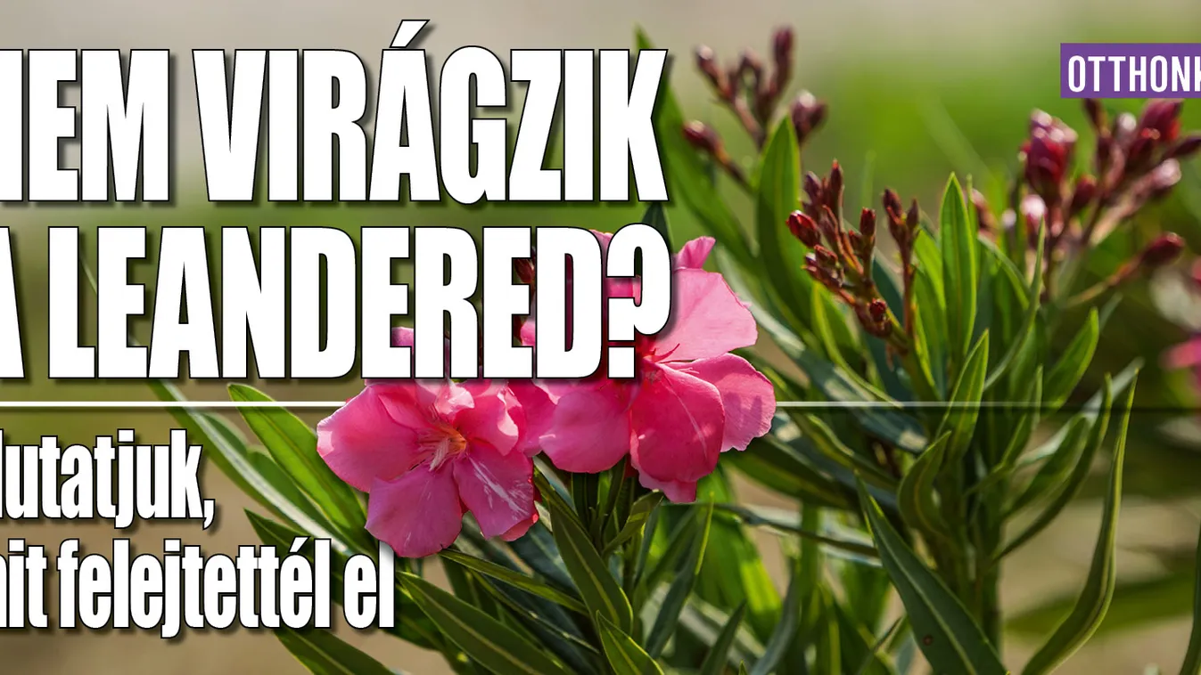 Nem virágzik a leandered? Mutatjuk, mit felejtettél el