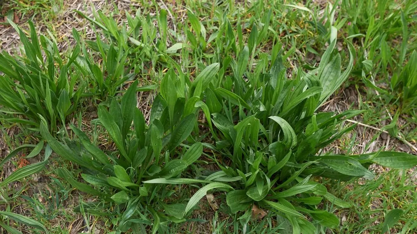 Nagyanyáink filléres csodaszere! Most szedd le a rétről