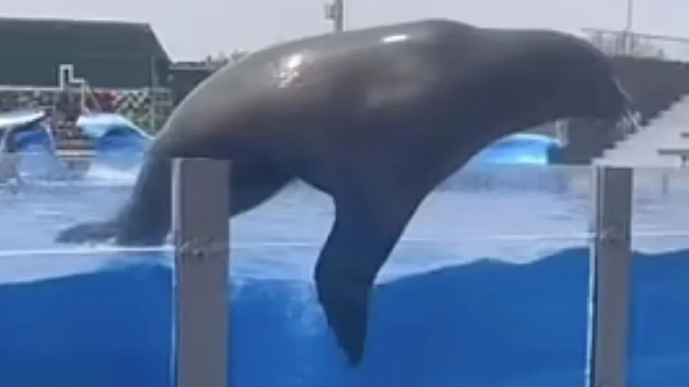 Nem várt fordulat a fóka show közben