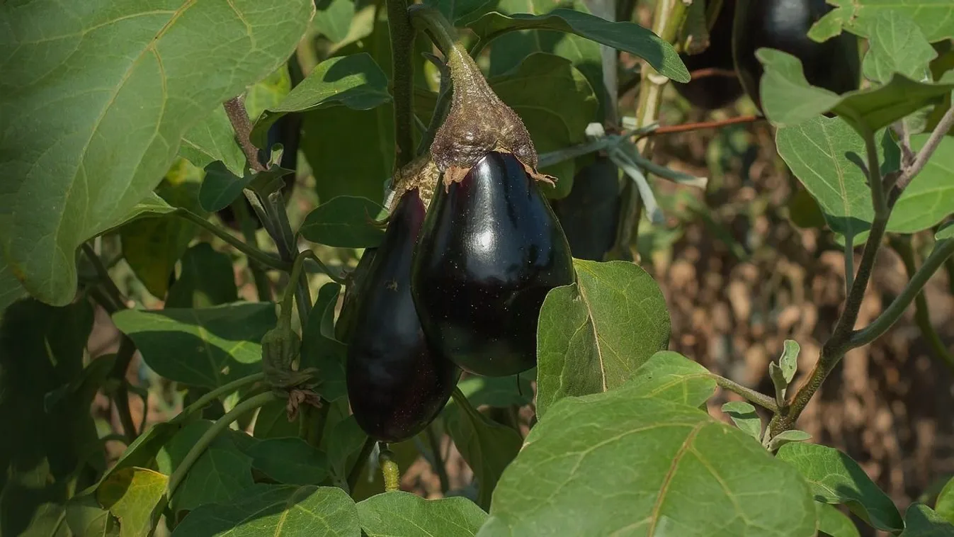Nem mindegy, mikor szeded le a padlizsánt, erre figyelj