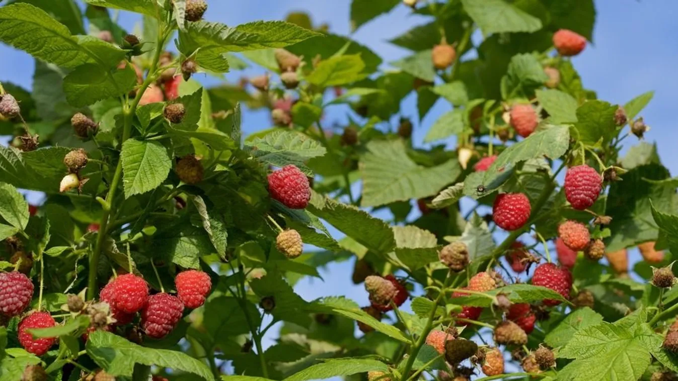 Így metszd a málnát, hogy jövőre is bő termést hozzon