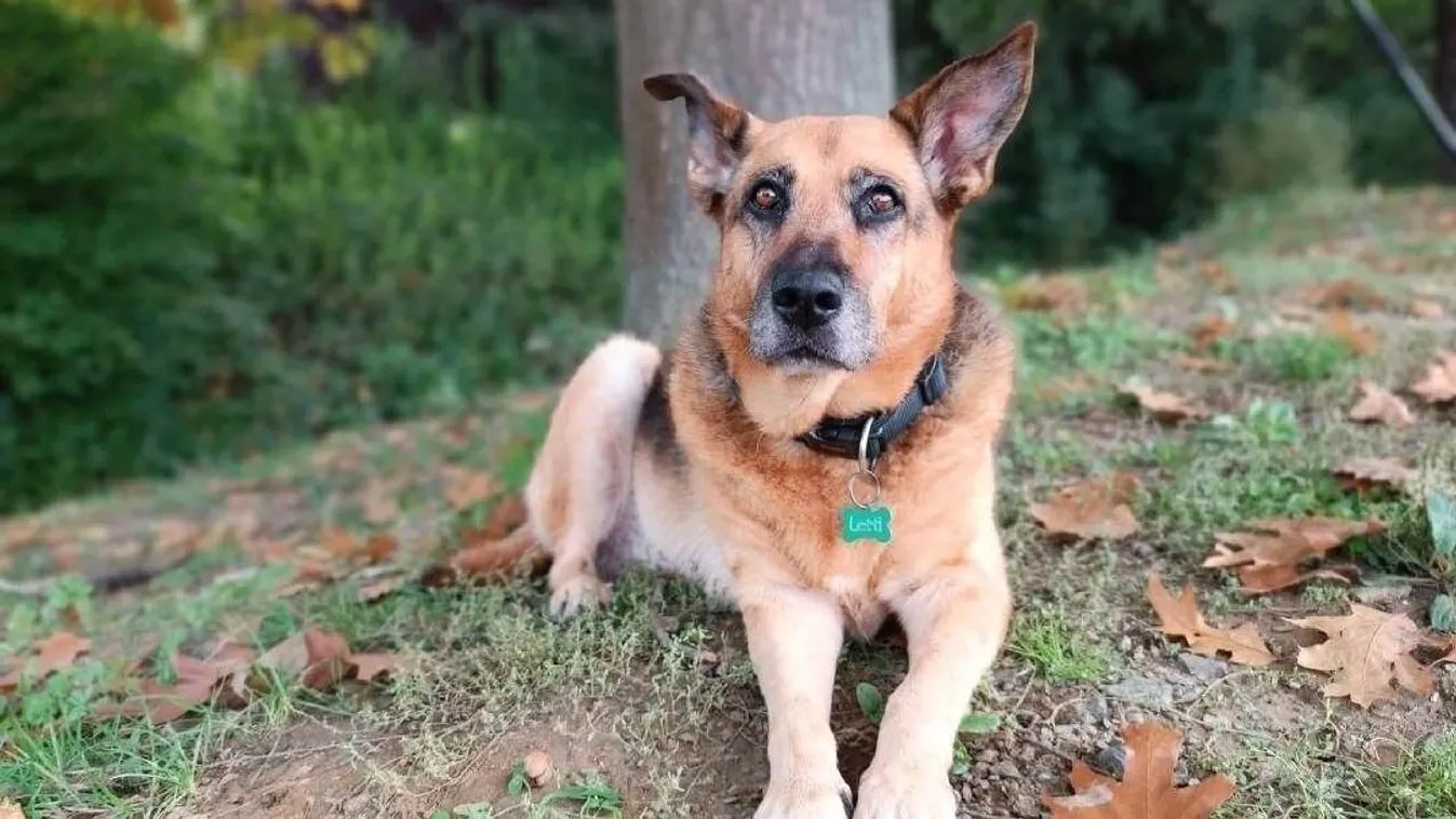 Heti TOP5: Ezek voltak a héten a legolvasottabb cikkek