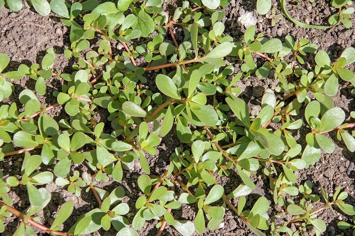 Portulaca,Oleracea,(common,Purslane,,Verdolaga,,Pursley),In,Field.,It,Is