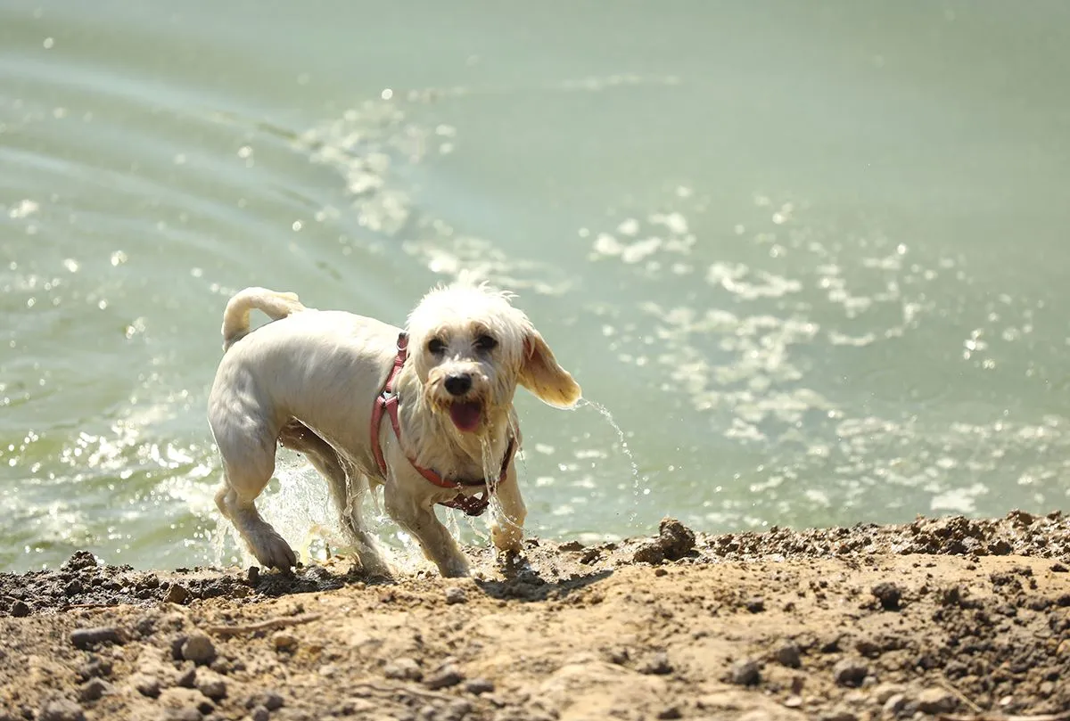 kutya, kutyastrand, kutyás strand, kutya meleg, víztározó