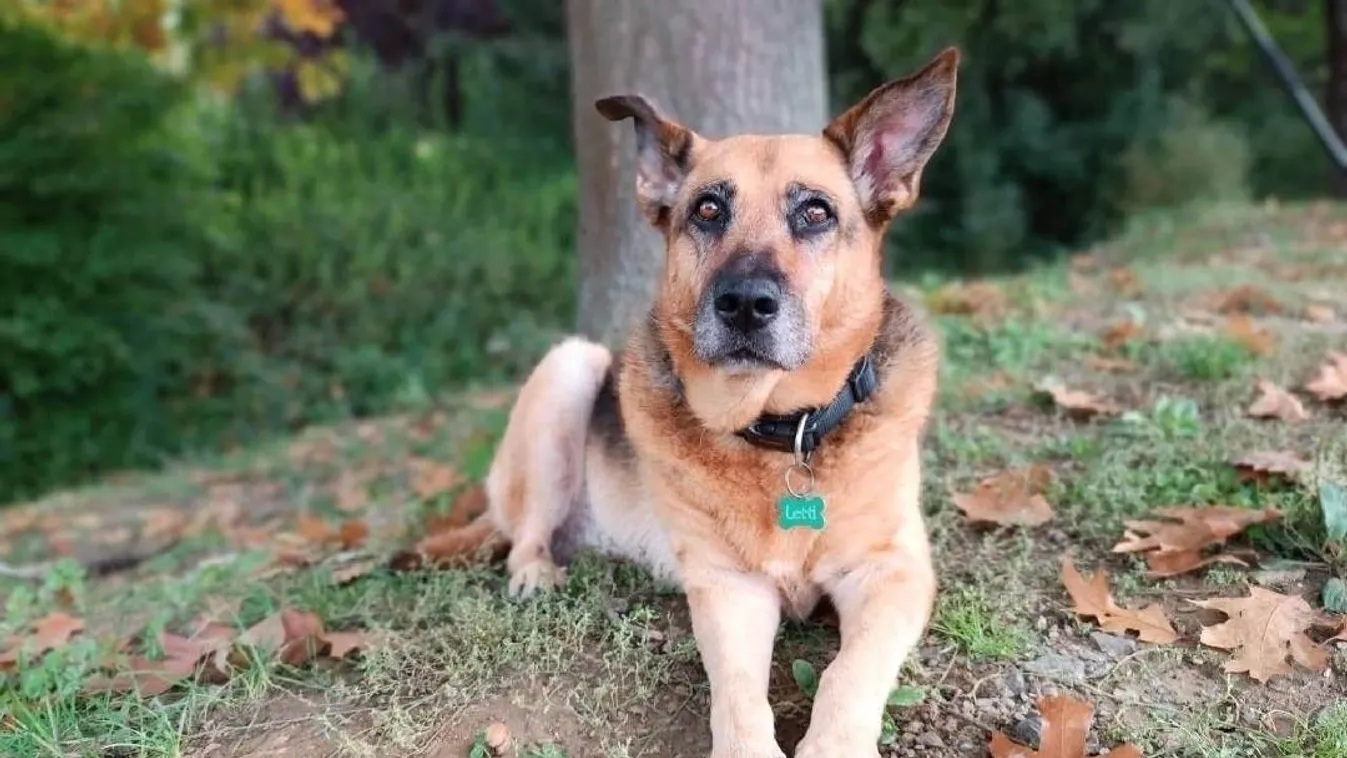  Egyre kilátástalanabb Zoltán és Letti kutyus helyzete