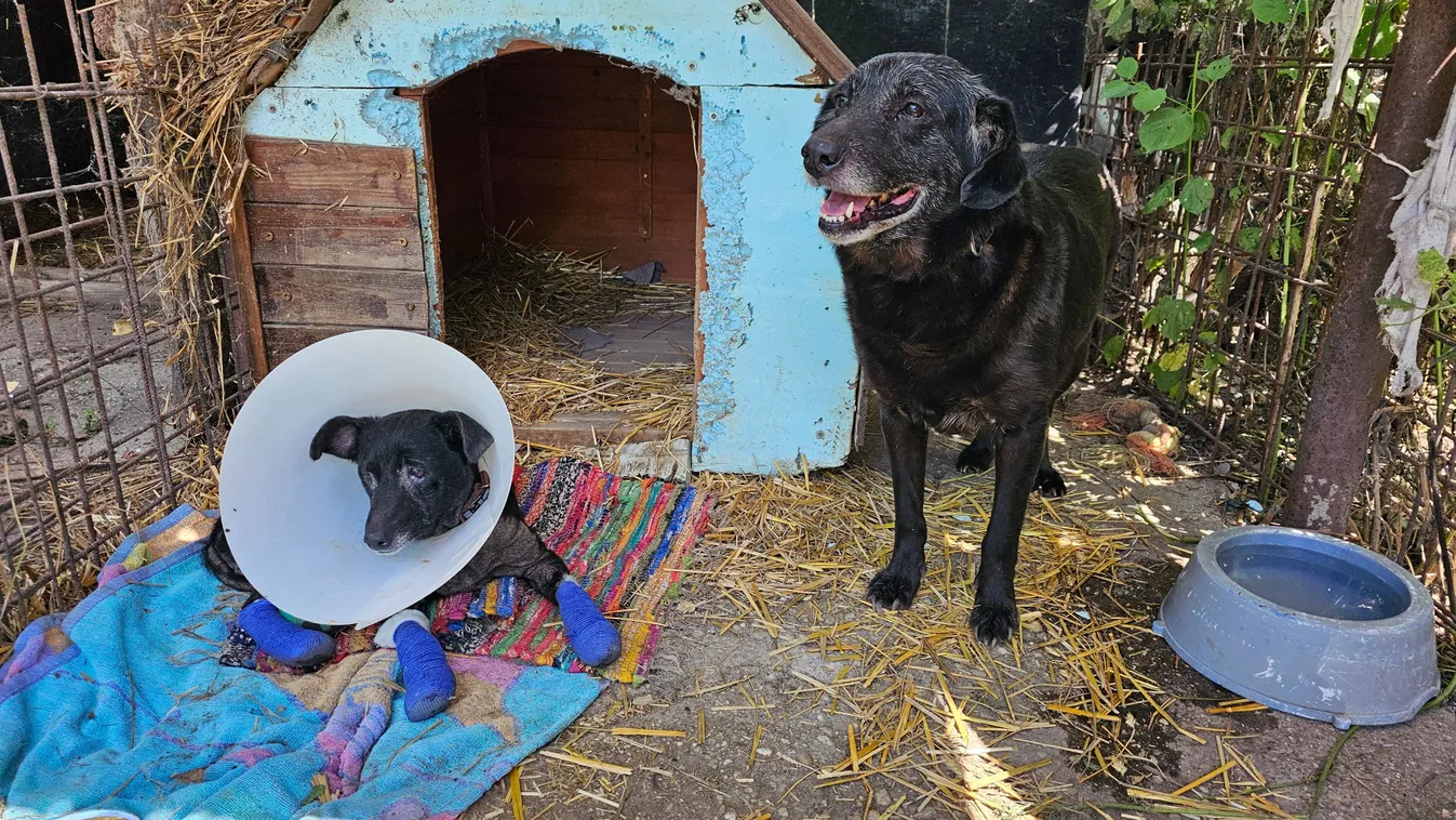 Leégett Elemér otthona és a kutyáit is elveszítheti