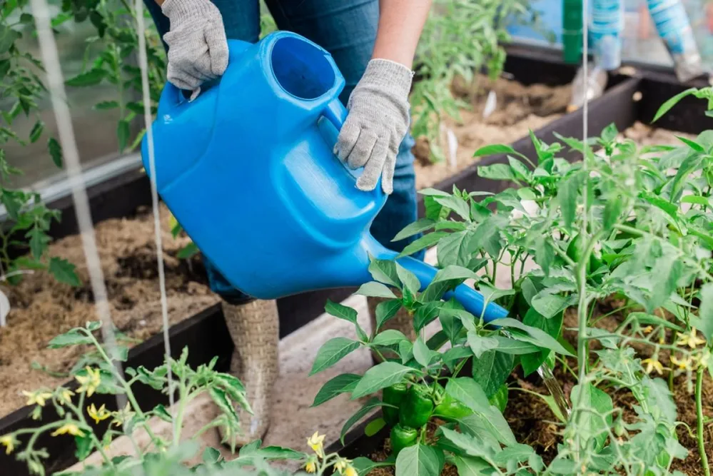 Watering,Vegetable,Garden.,Close-up,Woman,Gardener,In,Gloves,Waters,Beds